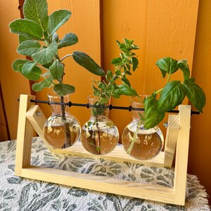 May include: A wooden propagation station with three glass bulb vases, each holding a different herb. The herbs include sage, oregano, and basil. The wooden frame is light-colored, and the background is an orange wall.