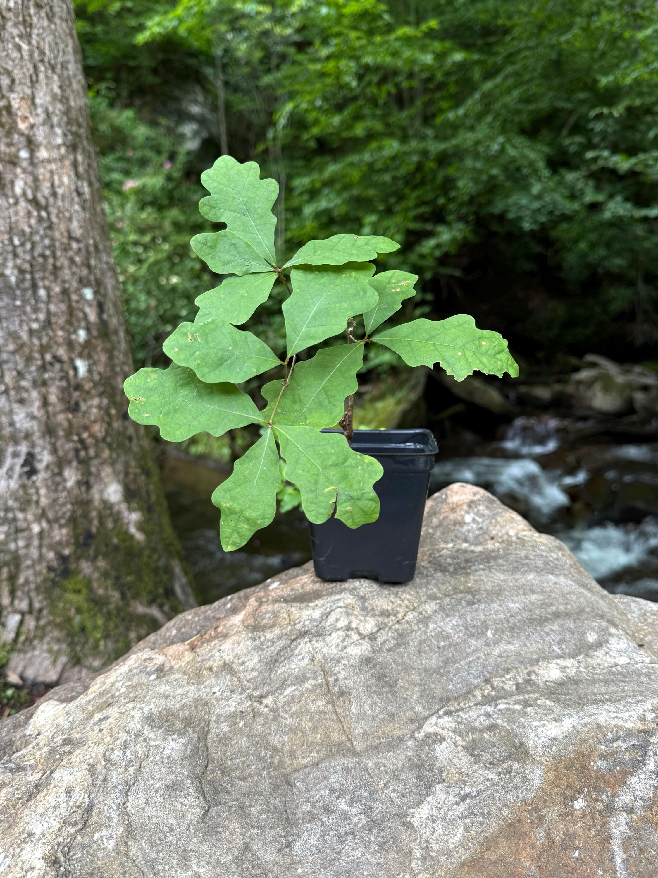 White Oaks Sapling / Appalachian Mountains / 6-12" long / Trees