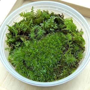 May include: A clear plastic container filled with various types of green moss. The moss has different textures and shades of green, creating a natural, vibrant display. The container sits on a light wooden surface, framed by a light wooden border.