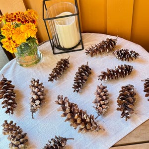 May include: A decorative arrangement featuring a white candle in a black metal holder, marigold flowers in a glass vase, and several pine cones. The pine cones are brown with white accents, arranged on a white cloth.