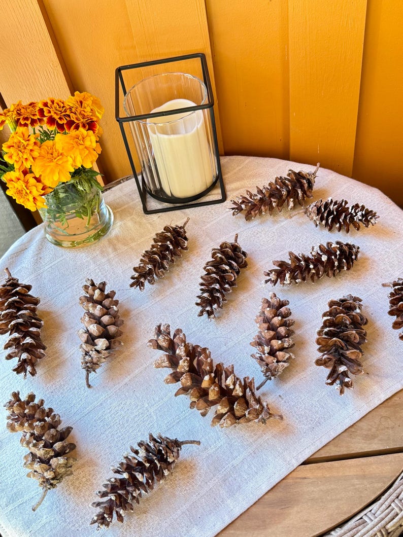 May include: A decorative arrangement featuring a white candle in a black metal holder, marigold flowers in a glass vase, and several pine cones. The pine cones are brown with white accents, arranged on a white cloth.