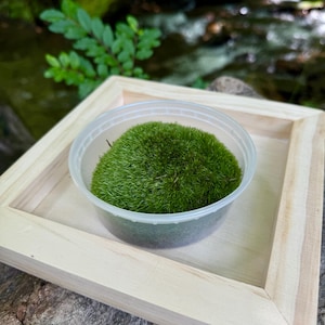 May include: A small, clear plastic container filled with vibrant green moss sits inside a light-colored, unfinished wooden frame. The moss is a lush, textured green, contrasting with the smooth wood and the natural outdoor background.