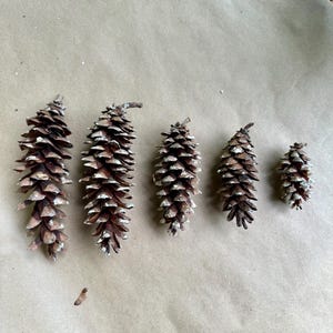 May include: Five brown pine cones of varying sizes are arranged on a light brown surface. The cones have a textured, scaly appearance, with some white accents on the tips. The cones are a natural, rustic decorative element.