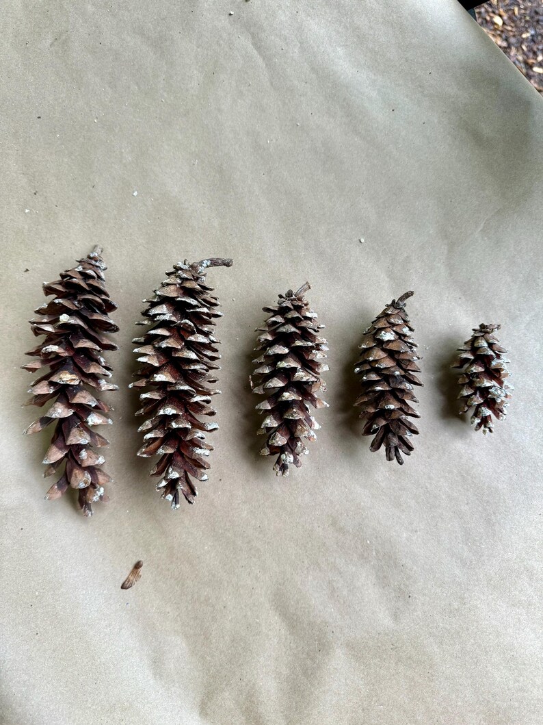 May include: Five brown pine cones of varying sizes are arranged on a light brown surface. The cones have a textured, scaly appearance, with some white accents on the tips. The cones are a natural, rustic decorative element.