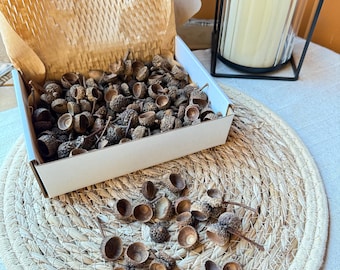 200 Natural Oak Acorn Caps, Dried Craft Supply