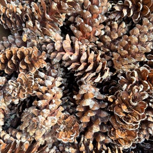 May include: A close-up shot of a pile of brown pine cones. The pine cones have a textured surface and are covered in a light dusting of white. The image is well-lit, and the pine cones are in focus.