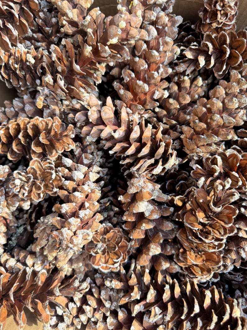 May include: A close-up shot of a pile of brown pine cones. The pine cones have a textured surface and are covered in a light dusting of white. The image is well-lit, and the pine cones are in focus.