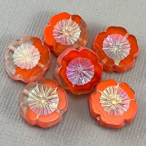 Bright Orange and Clear Czech hibiscus glass flower beads, iridescent aurora borealis edges and starburst - 14mm - 6 or 12 pcs - FB025-b417