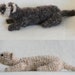 see more listings in the Other Pet patterns section