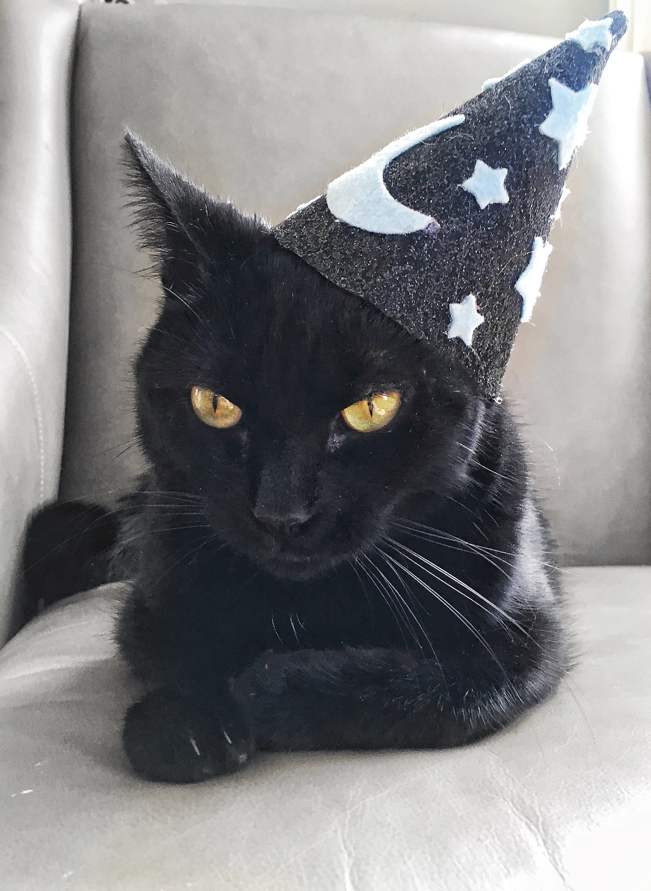 Wizard Hat for Cats - Etsy