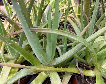 LARGE Aloe Vera Tropical Succulent Houseplant