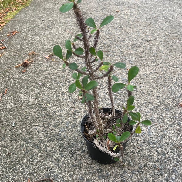 Dornenkrone (Euphorbia milii) Tropische Sukkulente Zimmerpflanze