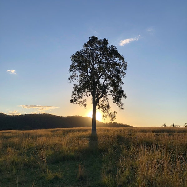 Sunset in the paddock, country life, lone tree