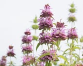 Lemon Bee Balm Lemon Mint - 50 Seeds
