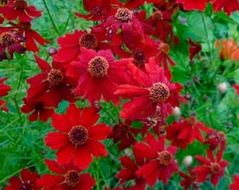Plains Coreopsis - "Tall Red" / Coreopsis tinctoria / 200+seeds Annual