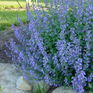 Catmint / Nepeta mussinii / 100+ Seeds Perennial