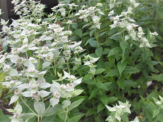 Seed Perennial hot rich mint aroma Organic Non-Gmo Herb-Peppermint 25 Seed Perennial hot rich mint aroma Organic Non-Gmo Herb-Peppermint 25