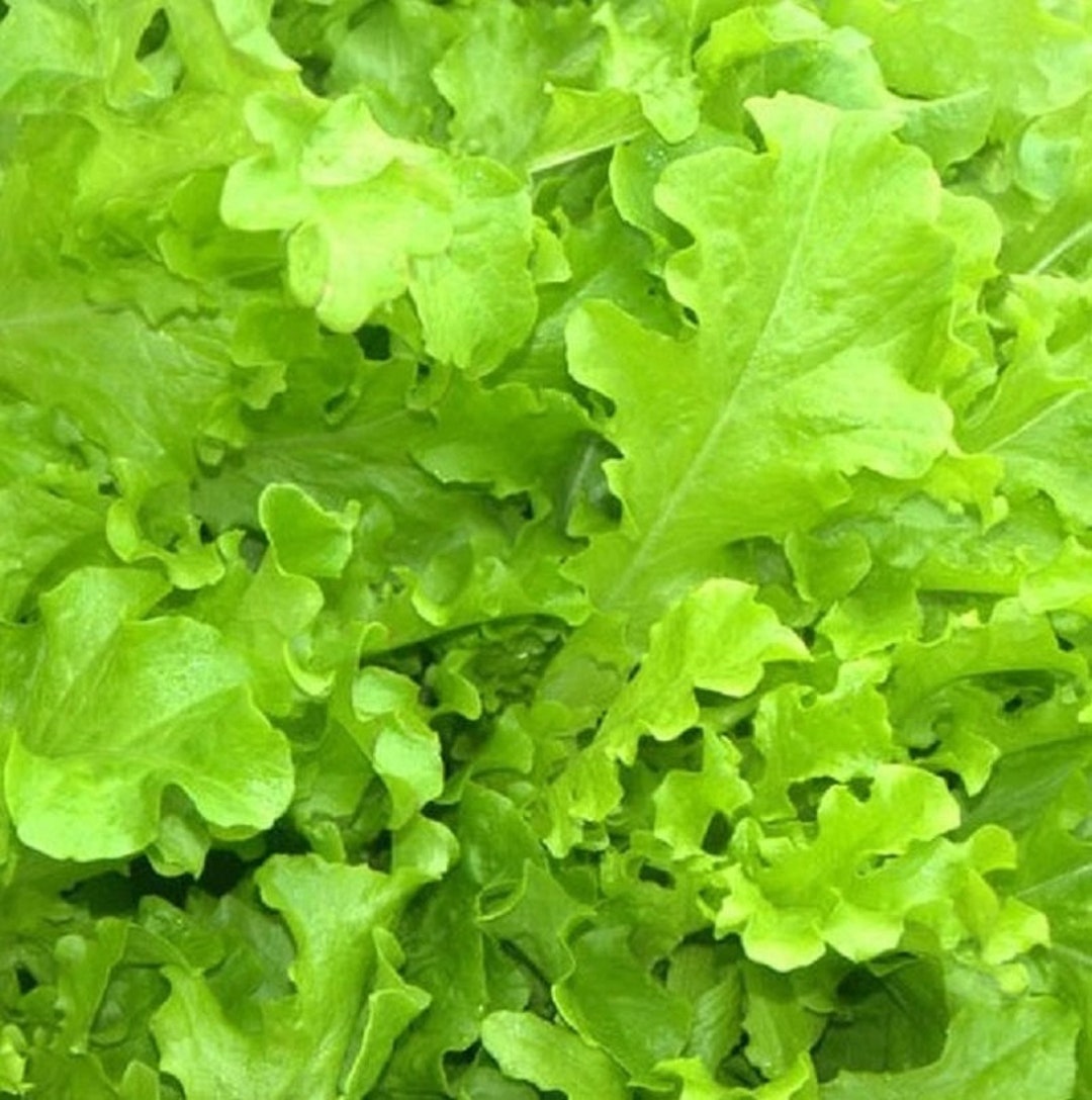 Salad Bowl Leaf Lettuce /lactuca Sativa / 100 Seeds Etsy