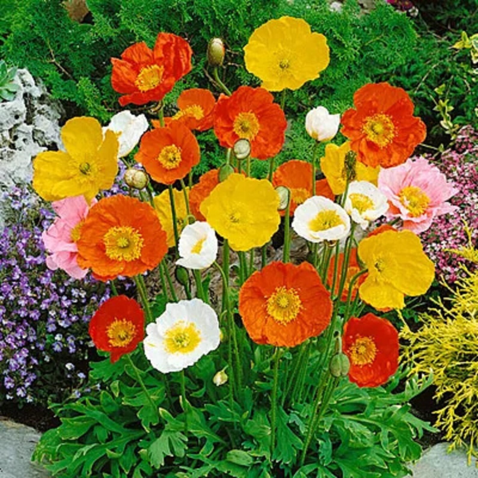 Icelandic Poppy / Arctic Poppy/ 100 Seeds Perennial Etsy