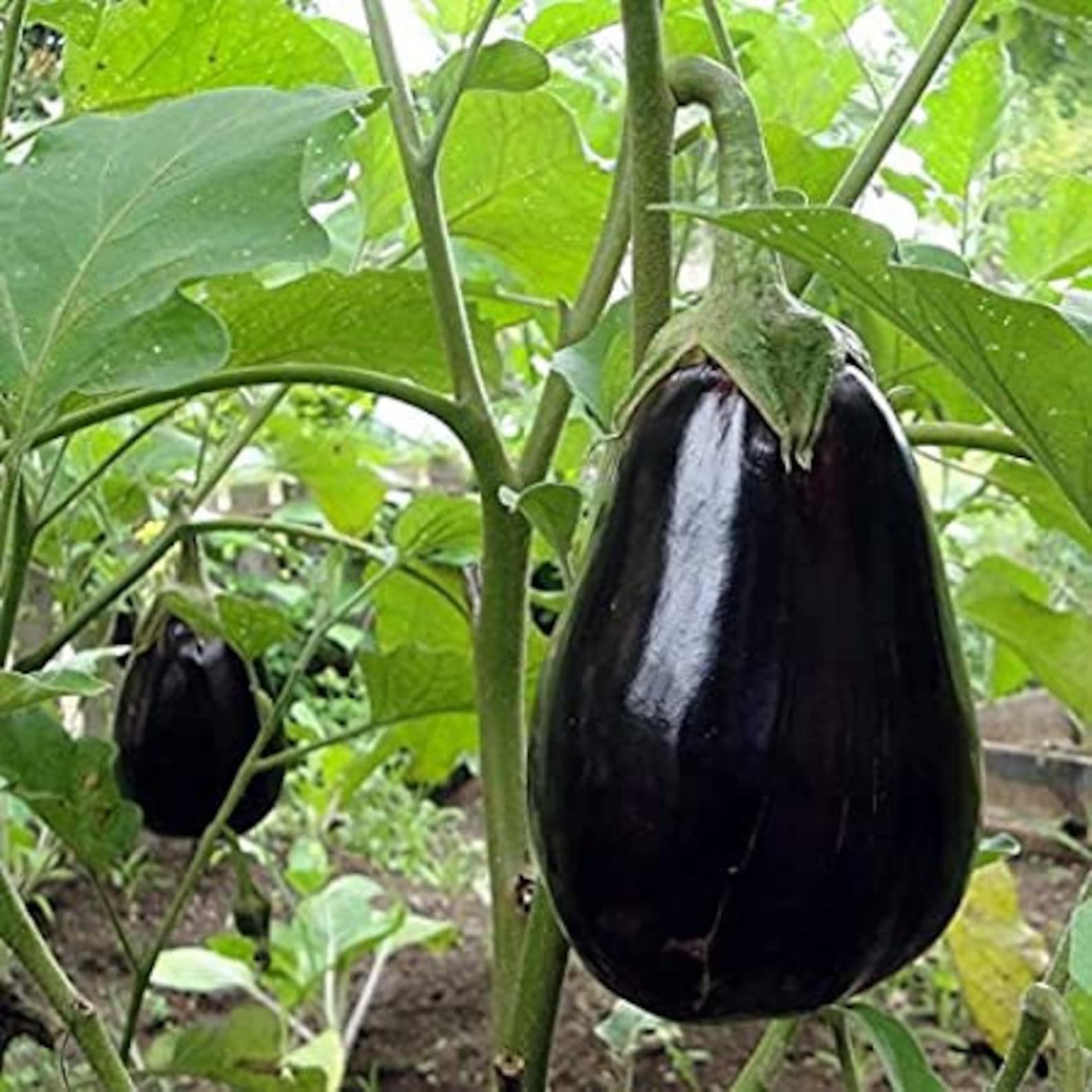 Black Beauty Eggplant / Heirloom / 20 Seeds Annual Etsy UK