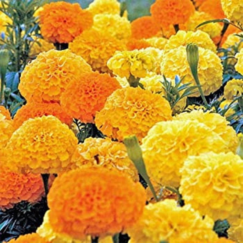 Mexican Marigold/ African Marigold / Tagetes erecta /50 Etsy