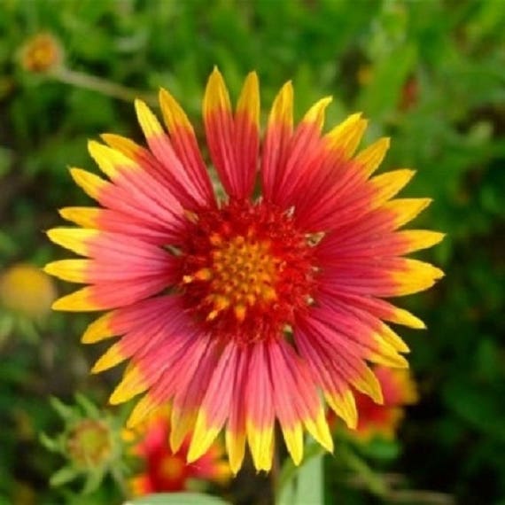 Seeds Firewheel Gaillardia Pulchella 100 Indian Blanket Flower