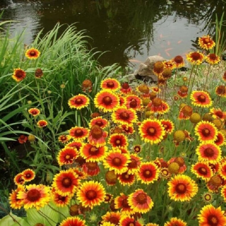 100 YELLOW GAILLARDIA Aristata Blanket Flower Seeds