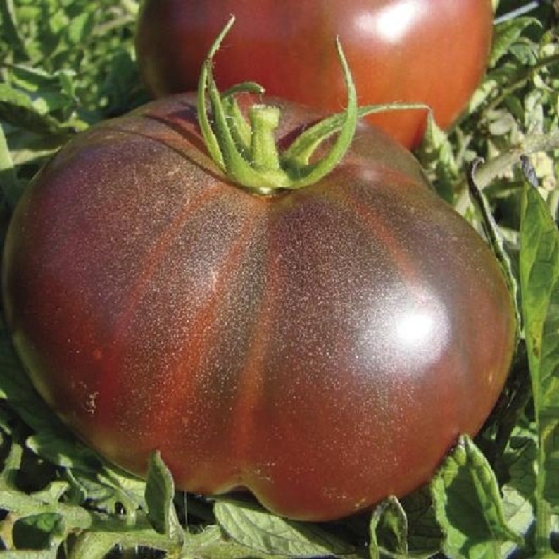 Black Brandywine Tomato/ Heirloom Tomato / 20 Seeds Annual Black Brandywine Tomato/ Heirloom Tomato / 20 Seeds Annual