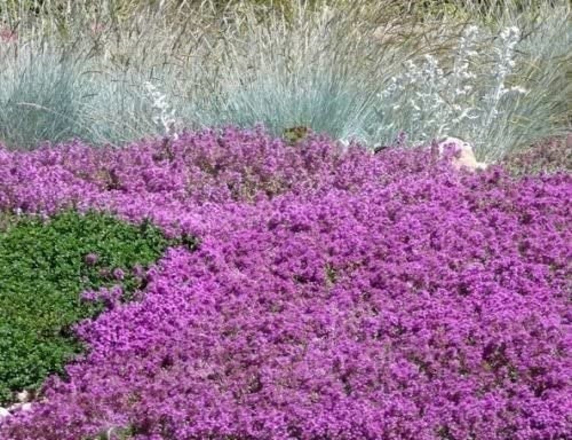 Creeping Thyme Mother / Thymus Serpyllum / Seed Starting Kit Etsy UK
