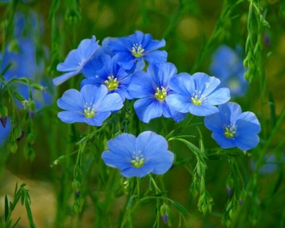 Perennial,long blooming,sky blue,nectar Blue Flax 100 Seeds Linum