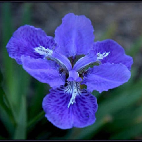 Wild Blue Iris / Blue Flag Iris / Iris Missouriensis 25 Seeds Etsy