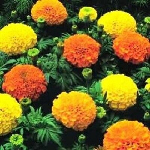50Pcs Marigold Marigold Fleur Plante Herbe Graines Bonsaï Jardin Décoration Graines de Tagetes 