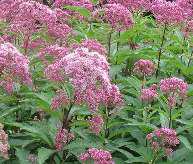 Joe Pye Weed / Eupatorium Maculatum / 50 Seeds Perennial Etsy