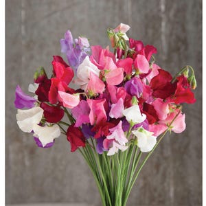 Sweet Pea Mammoth Choice Mix / Lathyrus odoratus  / 20+ seeds Annual