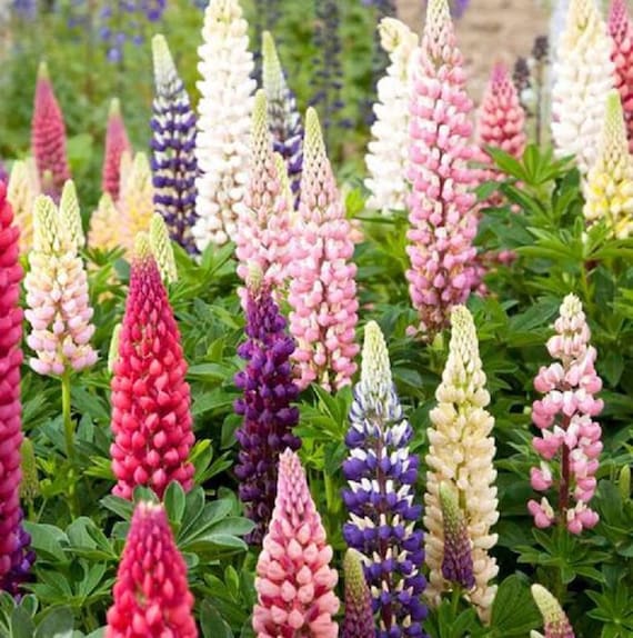 Russell Lupine / Lupinus polyphyllus / 25 seeds Perennial | Etsy