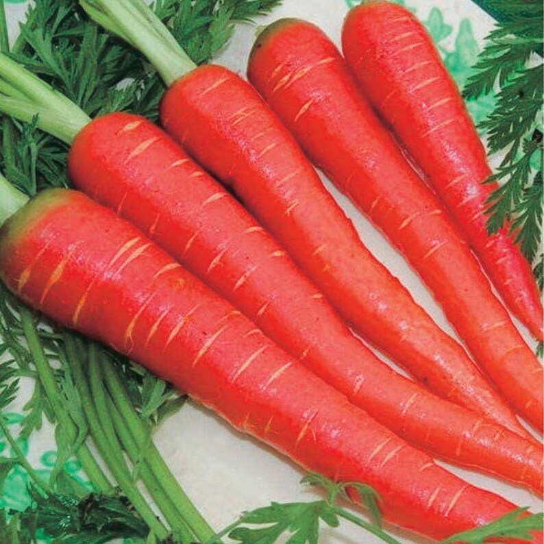 Atomic Red Carrot / Daucus carota / 100 Seeds Etsy