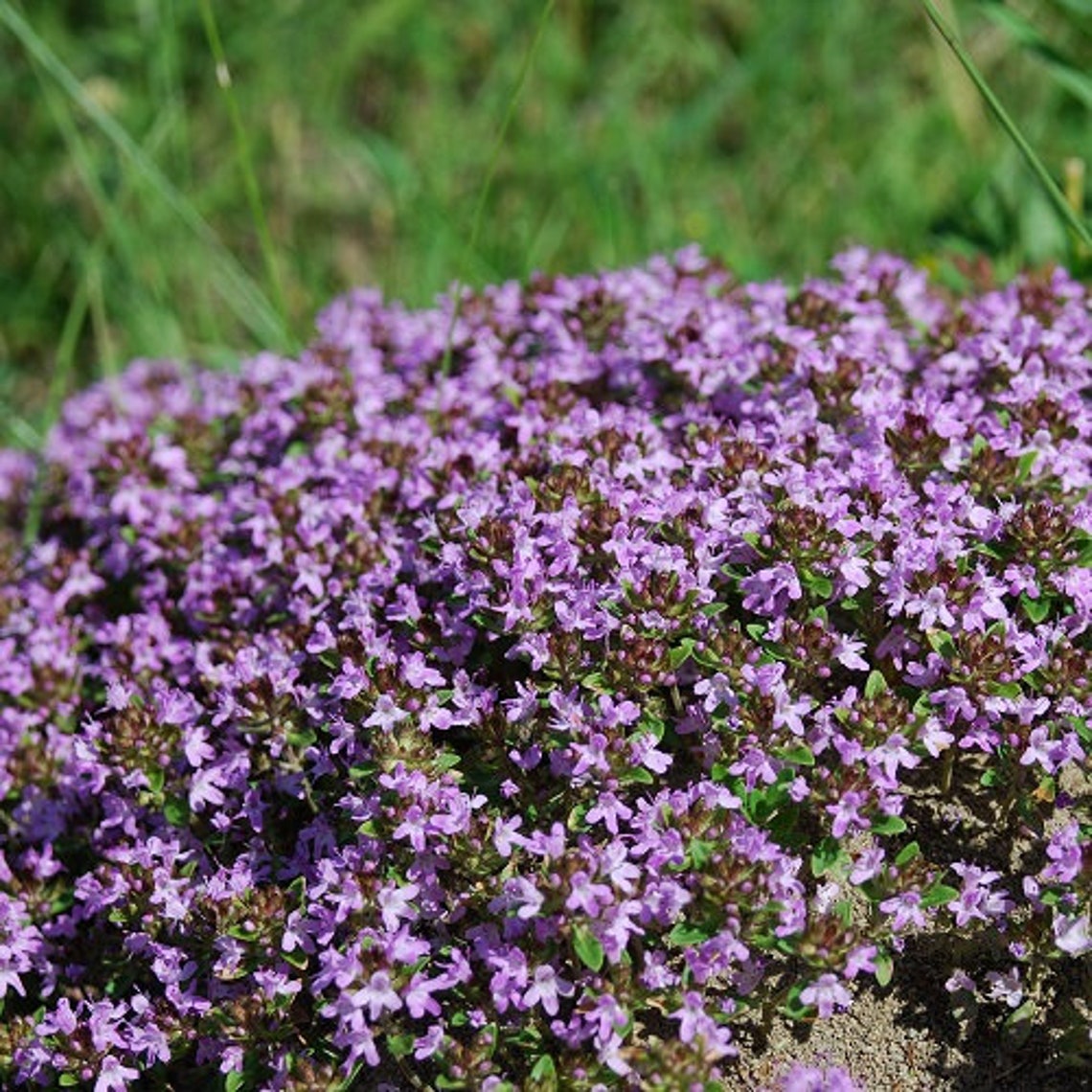 Creeping Thyme Mother / Thymus serpyllum / Seed Starting Kit Etsy