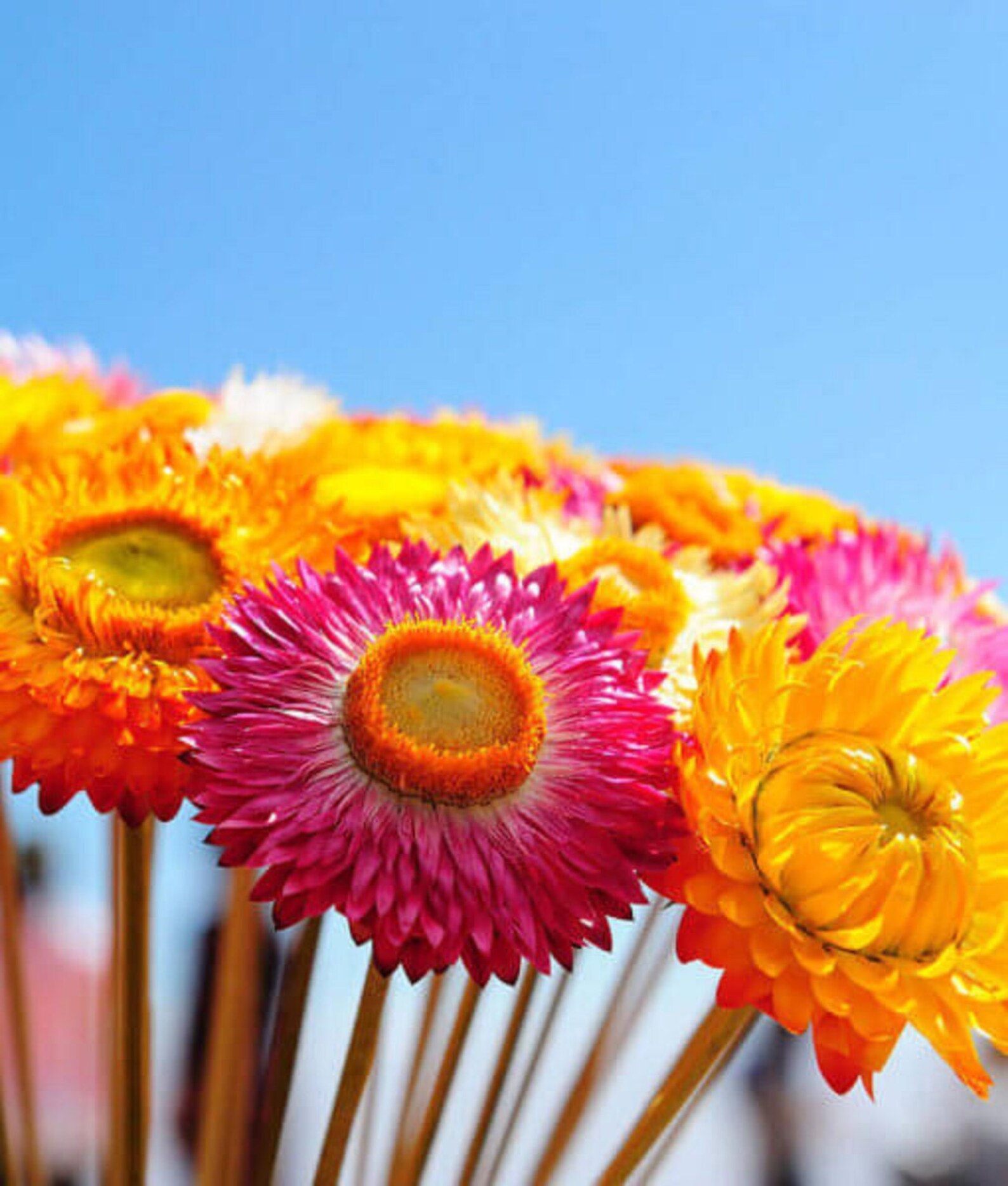 Strawflower Sultane Mix / Bracteantha Bracteata /100 Seeds Etsy