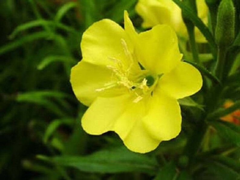 Evening Primrose / Oenothera lamarckiana 100 Seeds Annual | Etsy