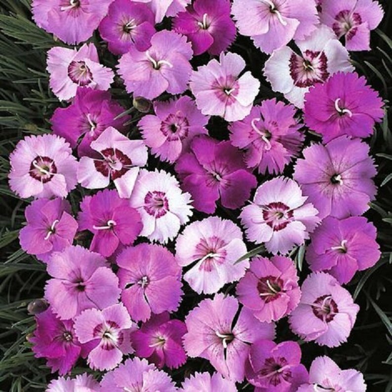 Garden Pink / Cottage Pinks/ 50 Seeds Perennial Etsy