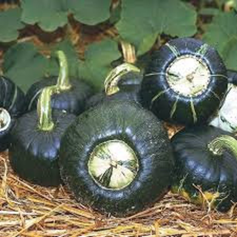 Burgess Buttercup Winter Squash / Heirloom / 10 Seeds Annual Etsy