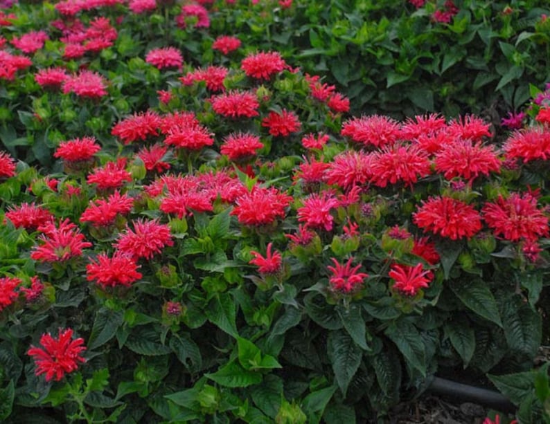 red bee balm plant red bee balm plant