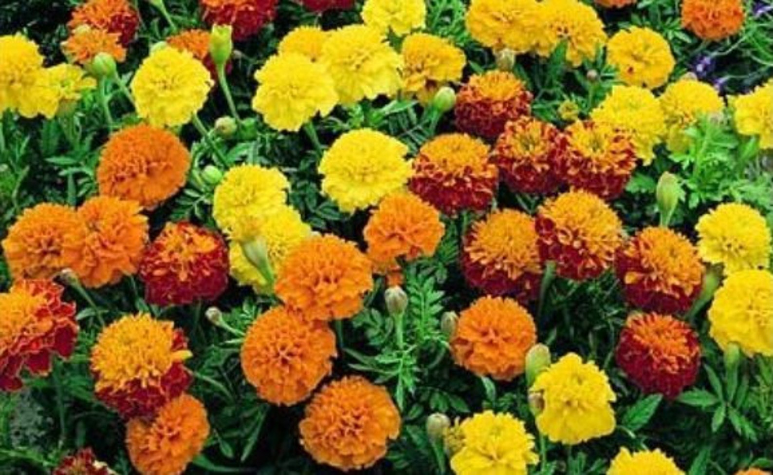 Sparky French Marigold Mix / Tagetes Patula/ 50 Seeds Annual Etsy