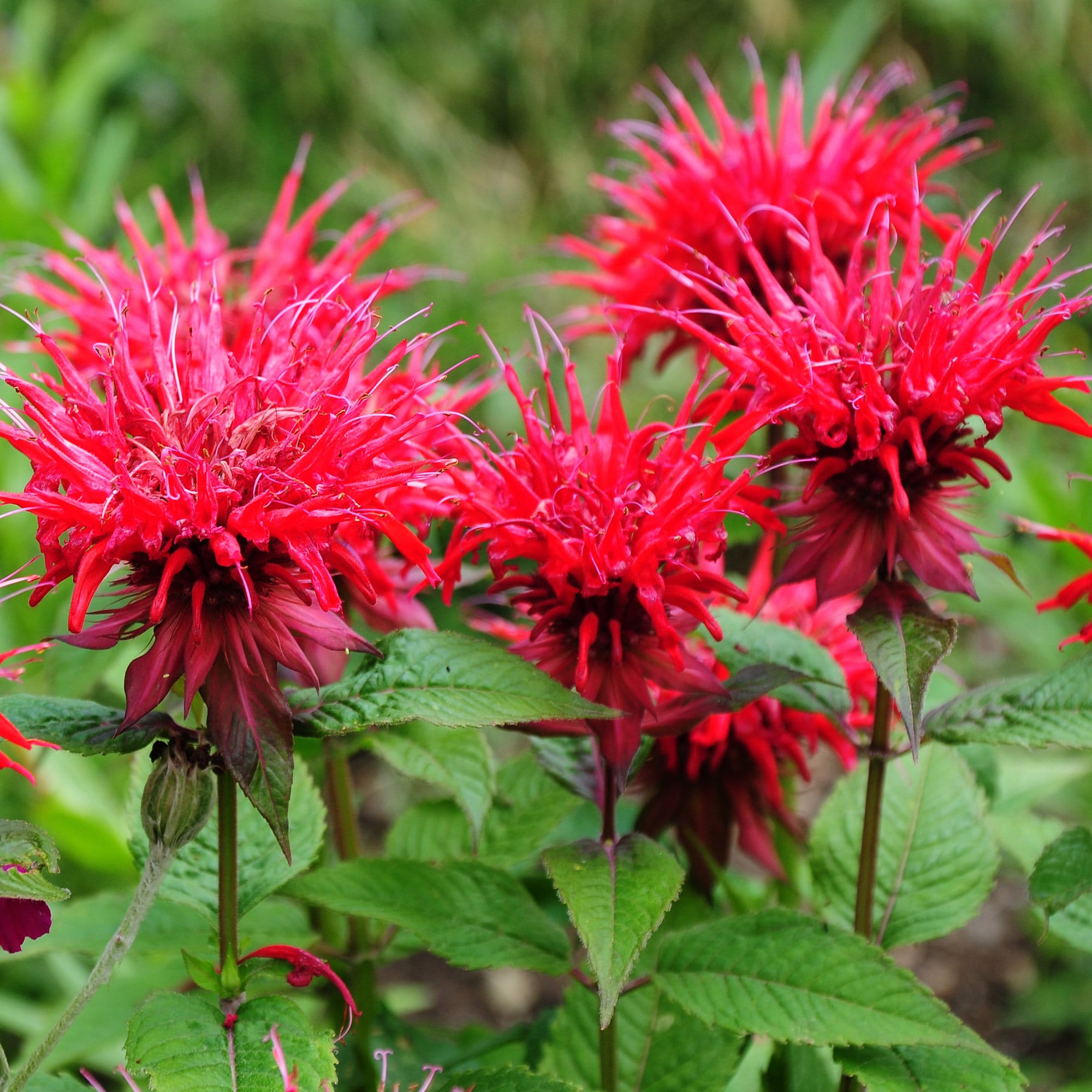 Scarlet Beebalm / Monarda Didyma / Red Bee Balm 10 Seeds Etsy