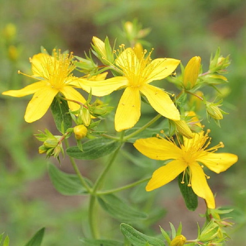 Dotted St John's Wort Seeds / Hypericum Punctatum/ 50 Etsy