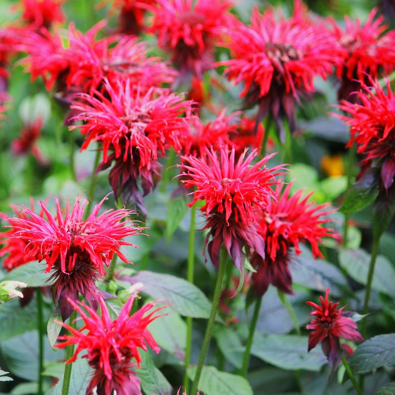 Scarlet Beebalm / Monarda Didyma / Red Bee Balm 10 Seeds | Etsy