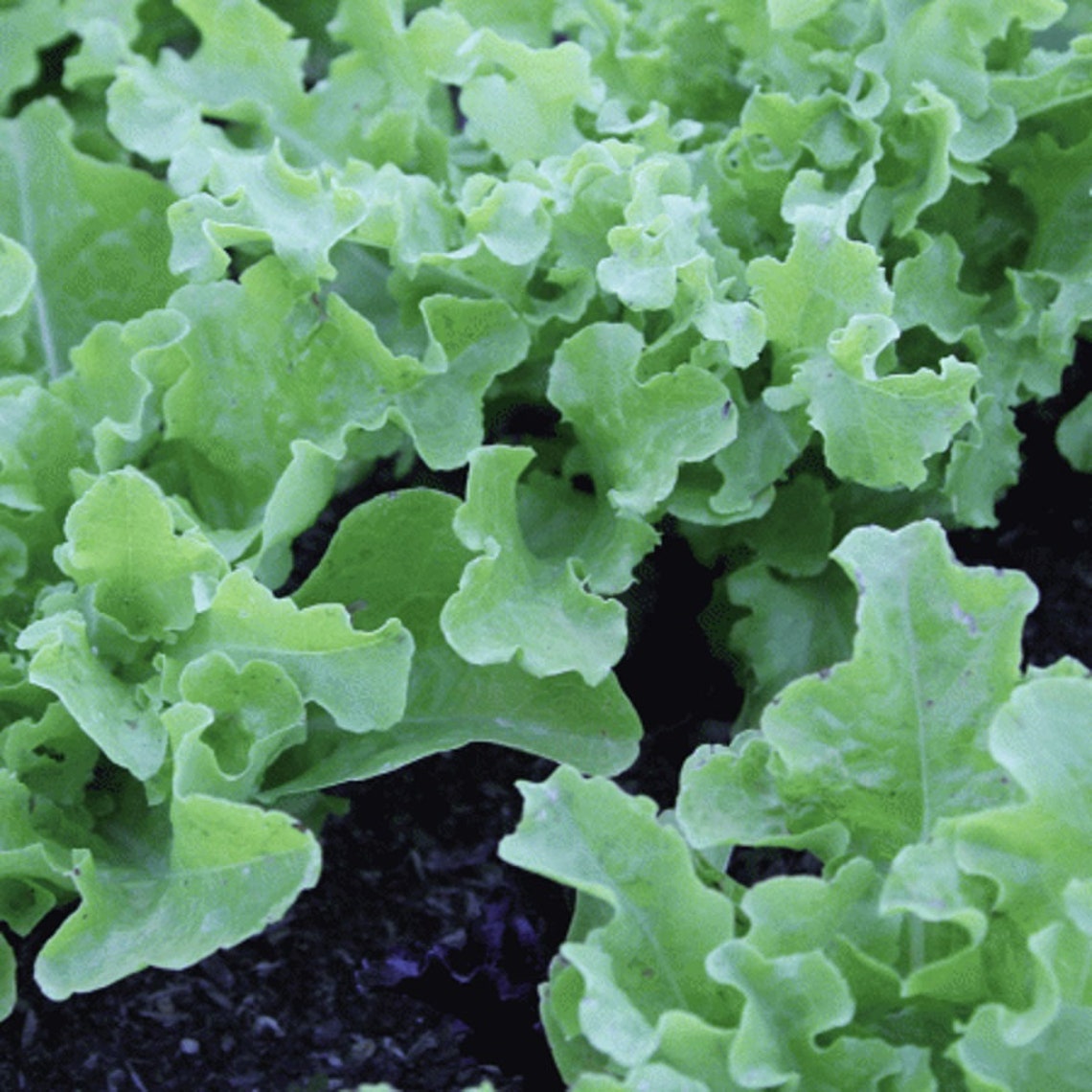 Salad Bowl Leaf Lettuce /lactuca Sativa / 100 Seeds Etsy