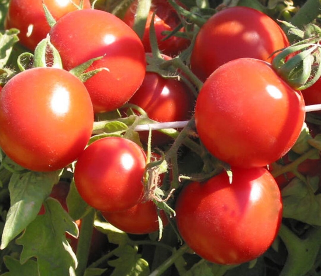 Sugar Lump Tomato / Heirloom Cherry Tomato / 20 Seeds Annual Etsy