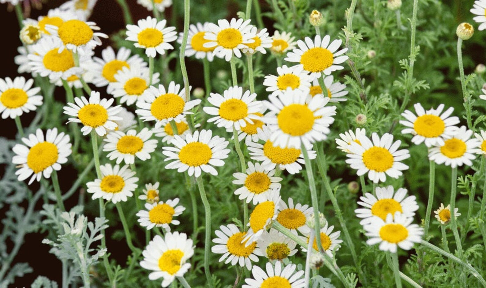 Common Chamomile / Matricaria Recutita / 100 Seeds Annual Etsy