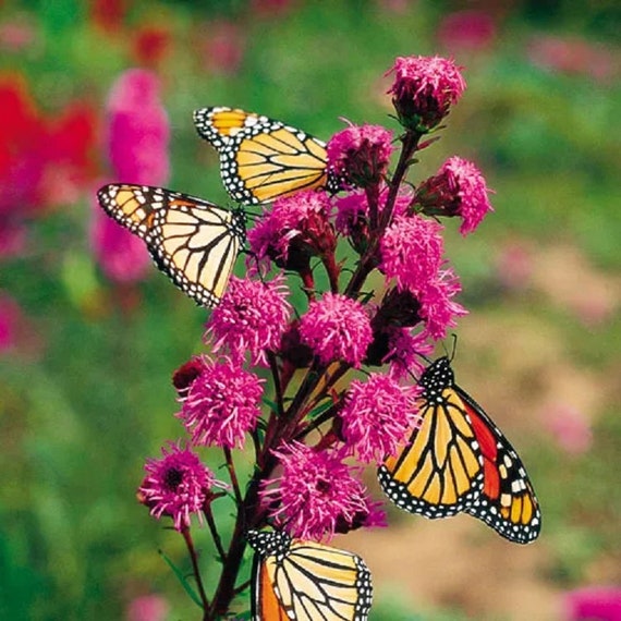 Meadow Blazing Star Seeds Liatris Ligulistylis 25 Seeds Etsy